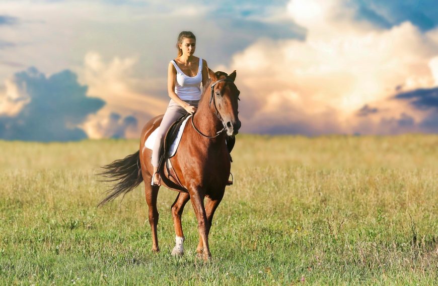 Les équipements de soins pour les chevaux : pansements, couvertures, etc