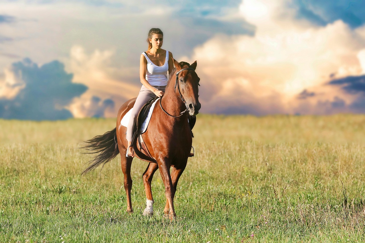 équipements de soins pour les chevaux